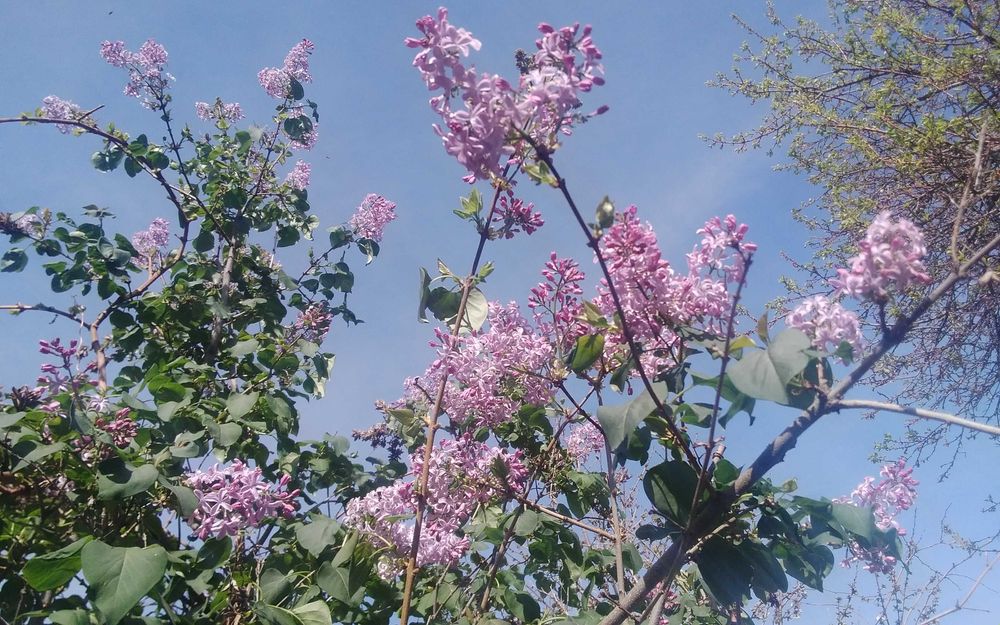 Сирень Букет цветов