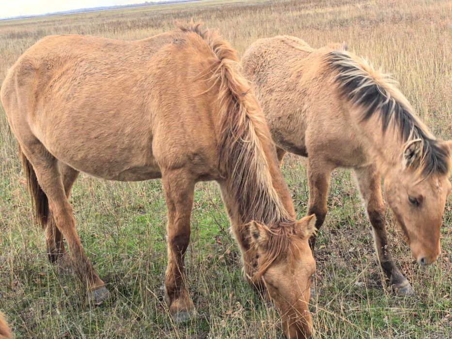 Кобыла мугалжарской породы
