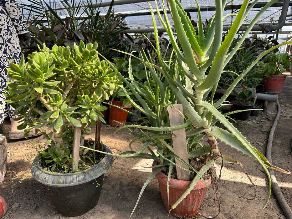 Фикус малочай кала алое гуллари