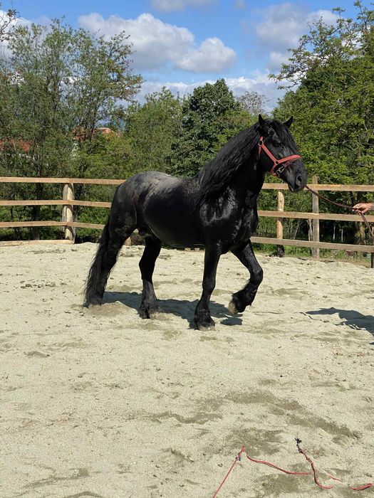 De Vanzare Cal Castrat Metis de Frizian