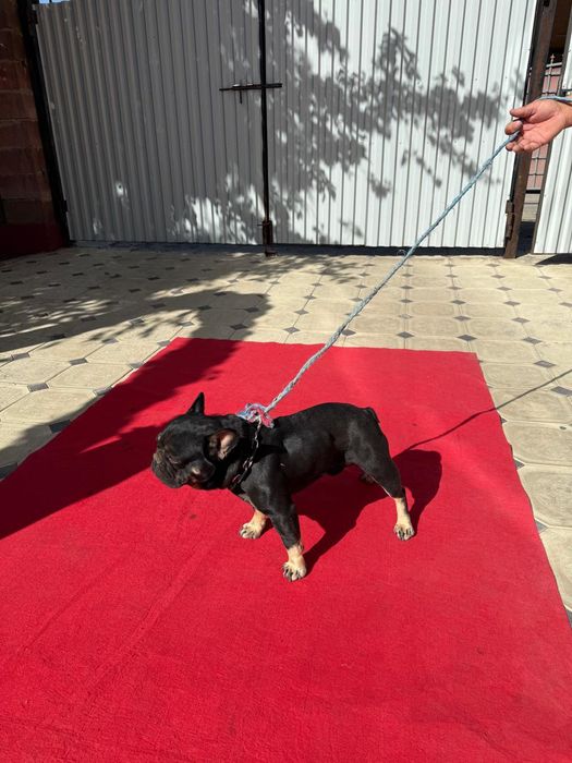 Французкий бульдок