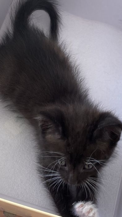 Котенок Мими 1,5