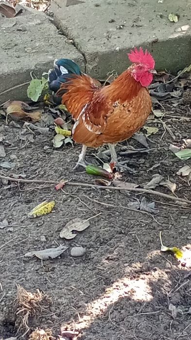 Vând coș pitic vând