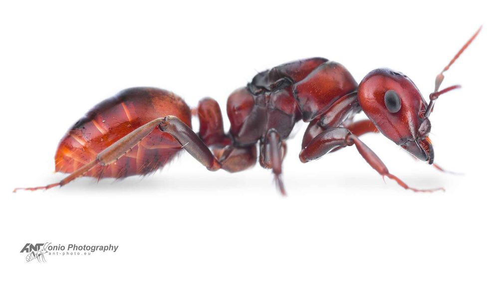 Polyergus rufescens 1/15 (подсаженые рабочие formica clara)