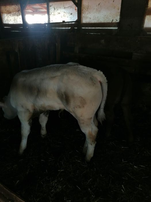 Vând viței încărcați
