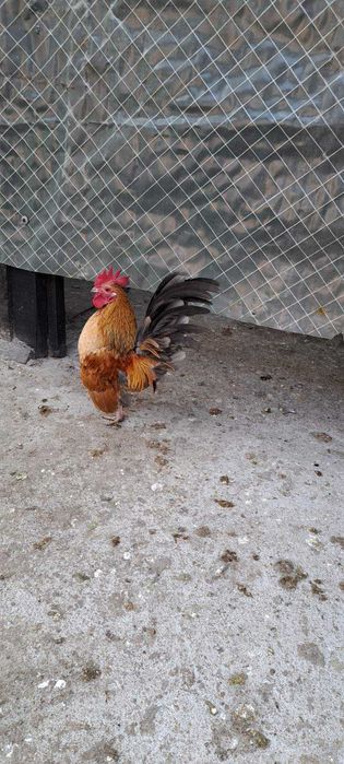 Продавам малай серама.