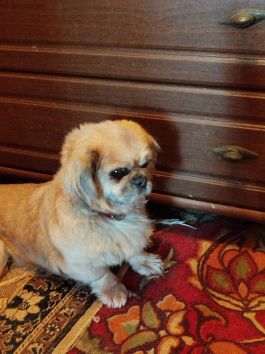 Невеста "Пекинес" ищет жениха