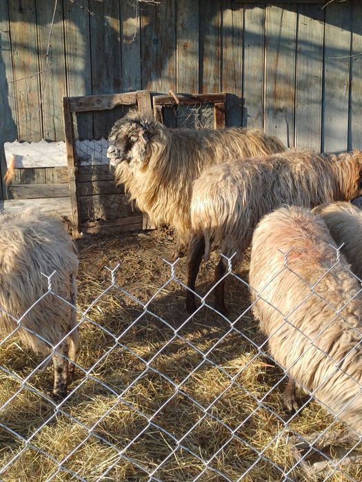 9 oi afăta și cu miei si transport