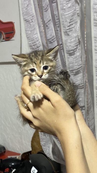 Отдам котят в добрые руки