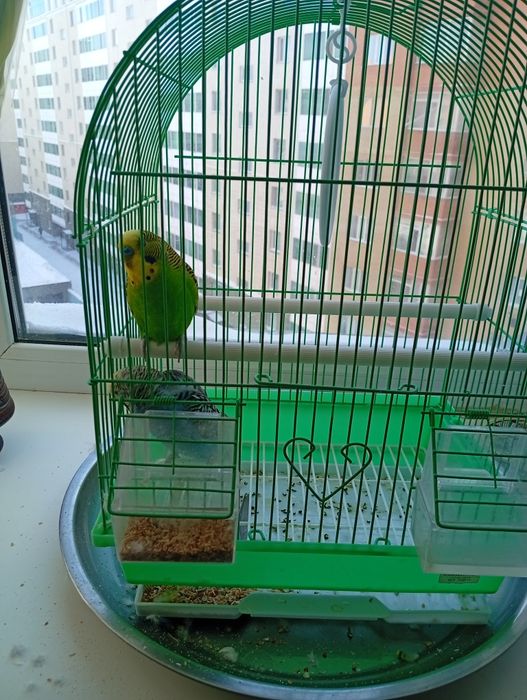 Молодые волнистые папугайчики