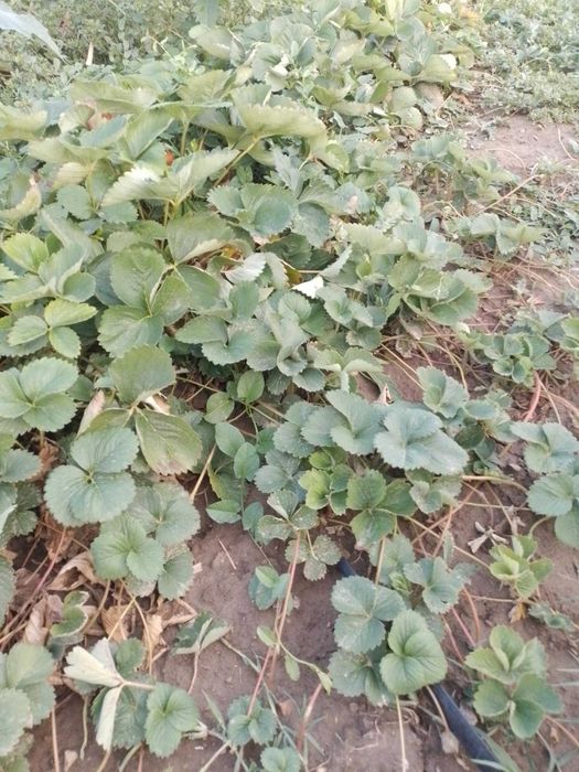 Разсад ягоди сорт Априка и Клери от производител за пролетно засаждане