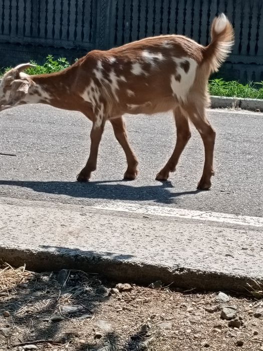 Vând  o iada de 5 luni