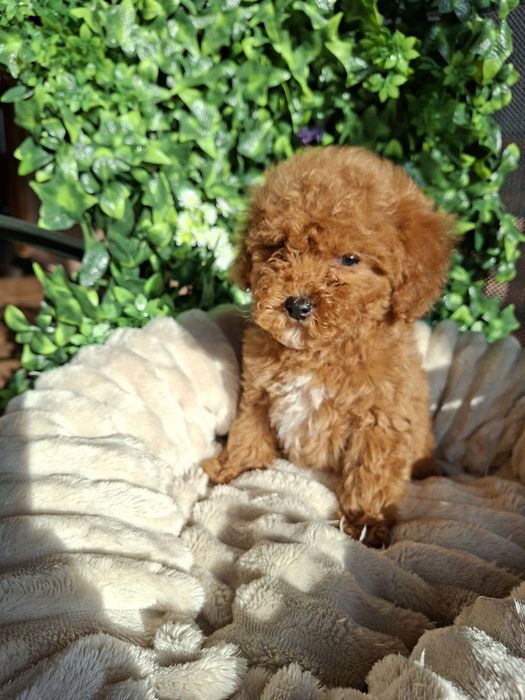 Резервирано.!Пудел  Мини Момиченце  с  Родословие