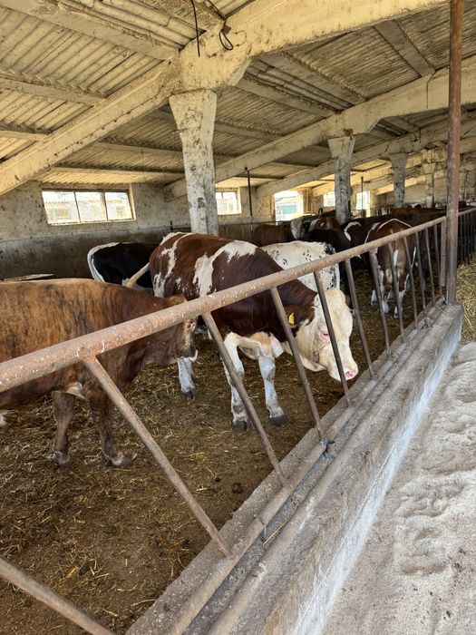 Vitei si vitele pentru export de vanzare