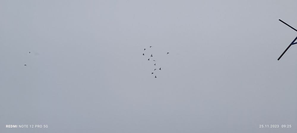 Продам Турецкую Таклу