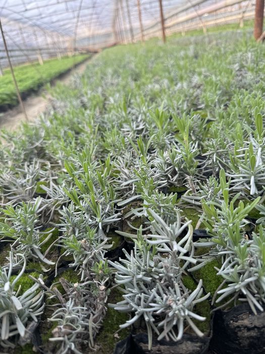 Хризантемма летняя и мультифлора