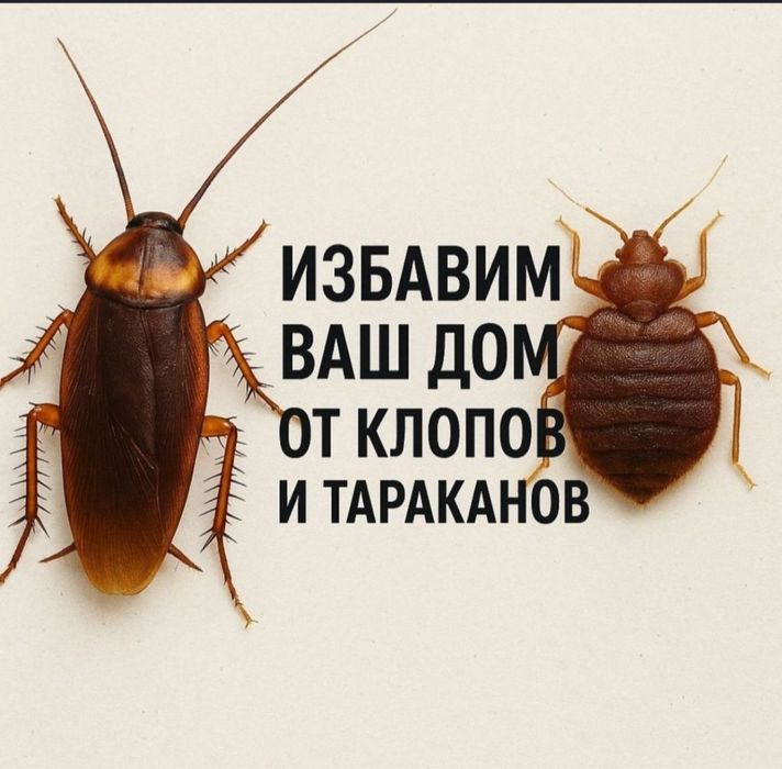 Дезинфекция от клопов 100% гарантия