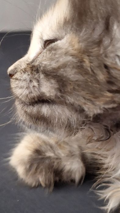 Эксклюзивные котята мейн-кун