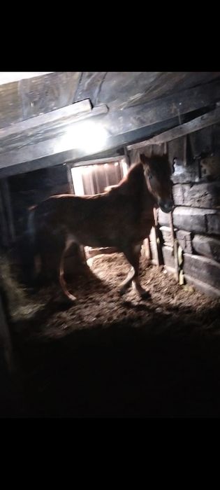 Продам Лошадь байтал на откорме.