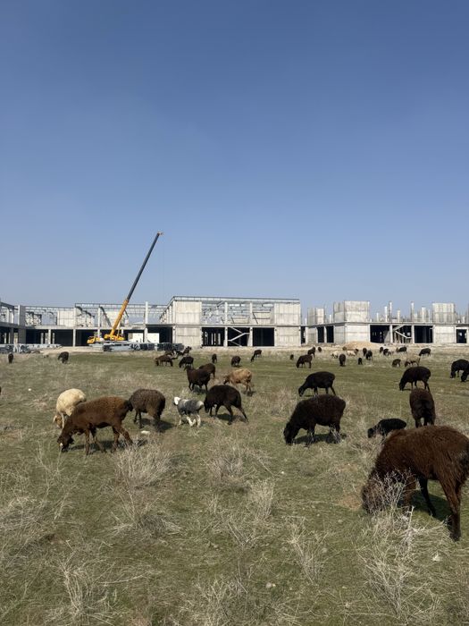 100 бас сулык кой сатылады