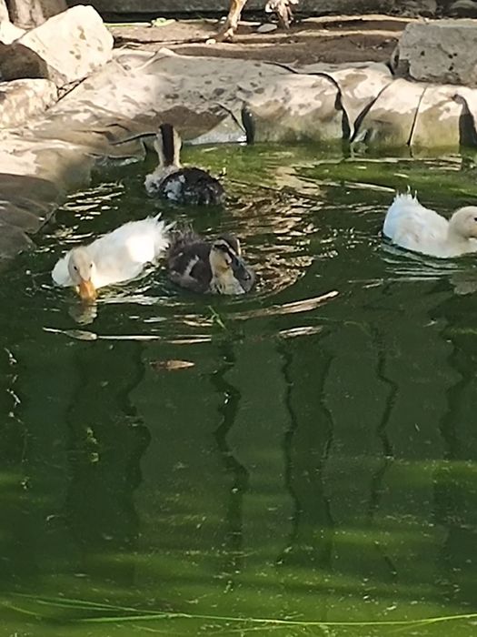 Vand rate,boboci Rouen