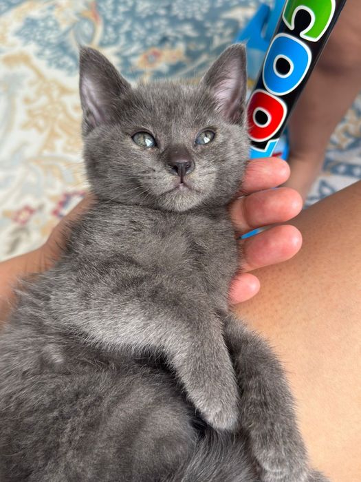 Русская голубая кошка