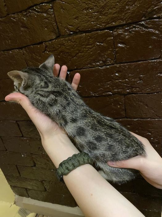редкий котенок бенгал, угольное серебро