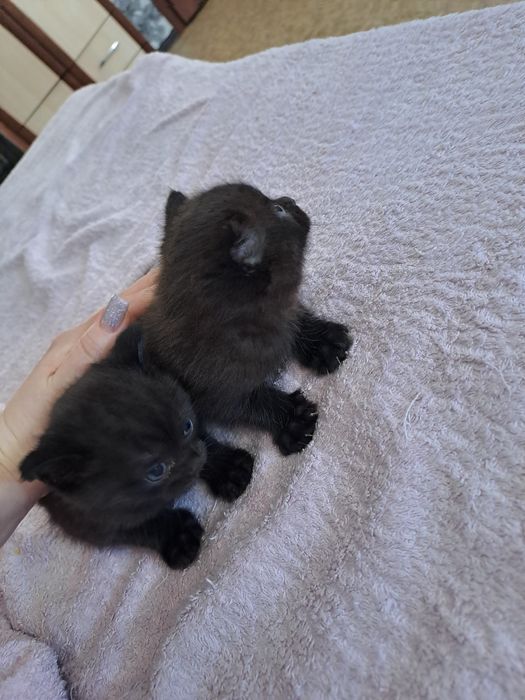 Отдам котят полукровки