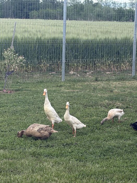 Vand familie rate alergatoare