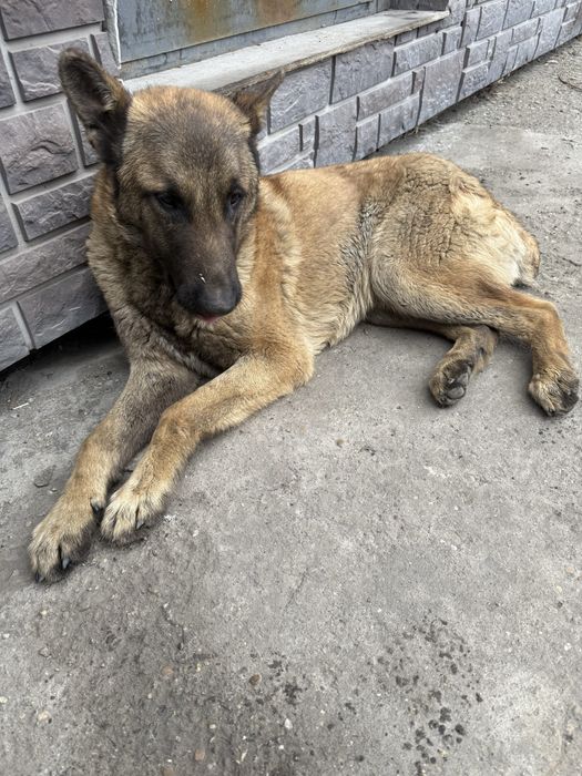 Собака мальчик рыжий окрас