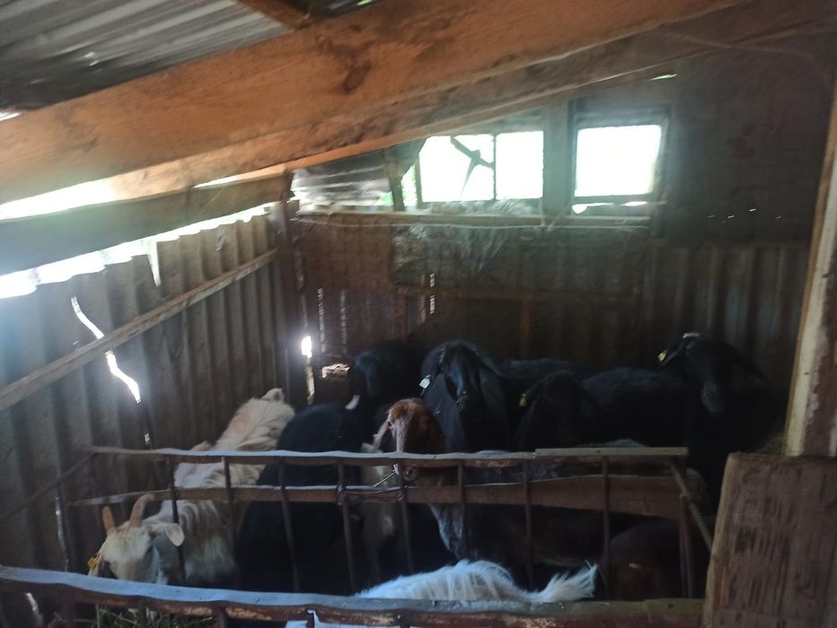 Ешкі қойлар сатылады