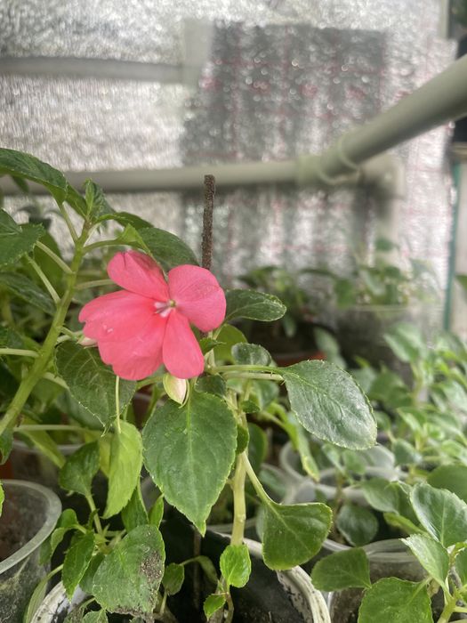 Цветы комнатные в подарок