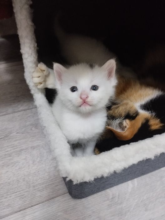 Продается котяты