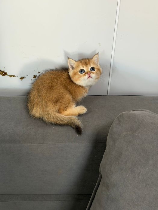 Британские котята золото