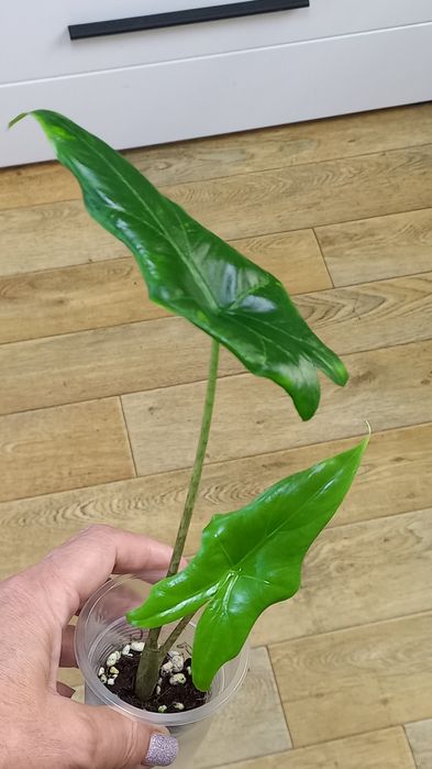 Сортовые алоказии