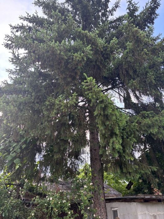 Продава се Парцел в Казанлък - 603 кв.м за 82 €/кв.м - Снимка #5