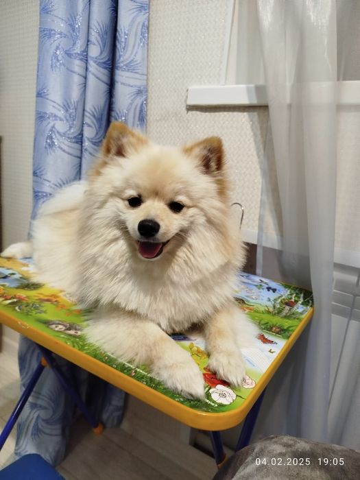 Немецкий Шпиц на вязку. Мальчик