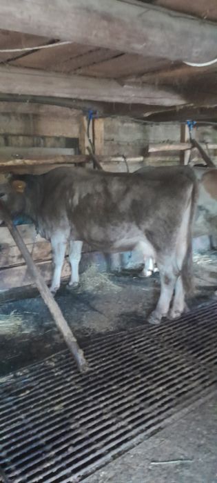 Vând vaca bruna de 5 vitei