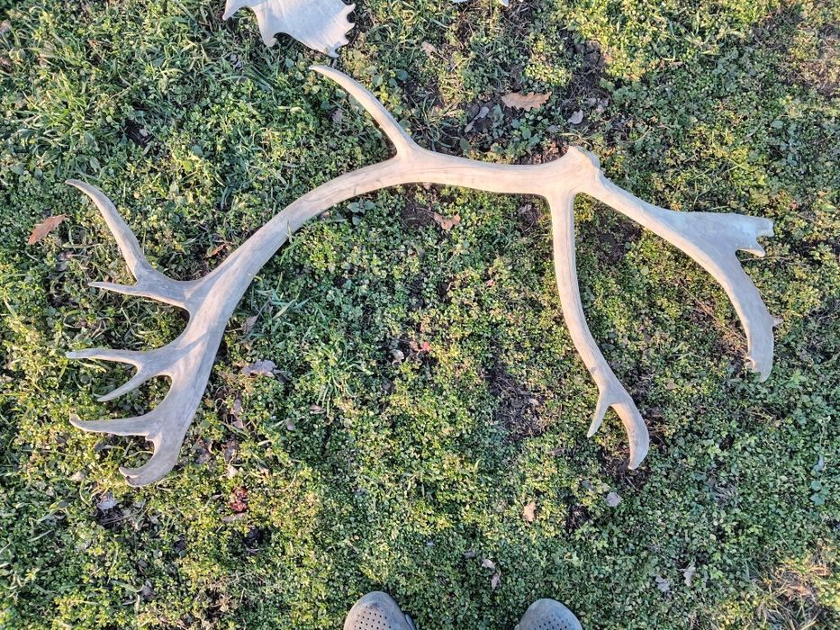 Стари рогa от  елен лопатар,лос и карибу.Трофей.