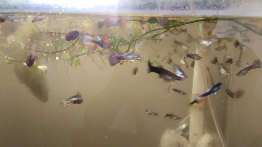 Продам гуппи и таракатумов