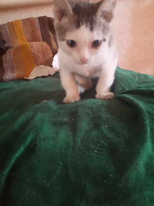 Отдам в добрые руки