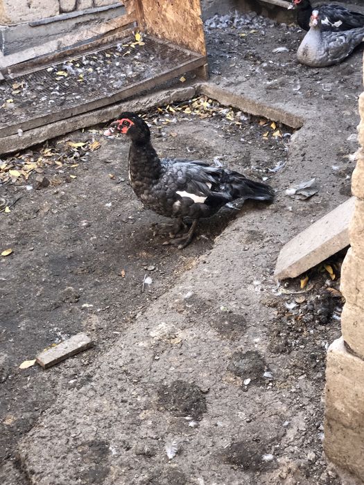 Мускусные утки самцы