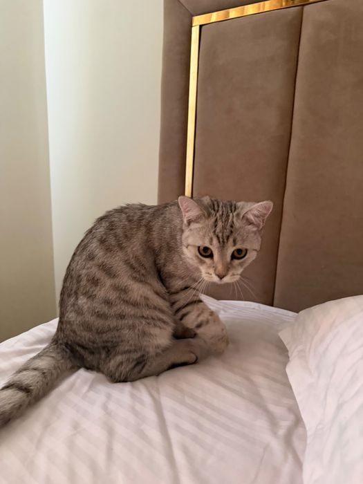 Кот британец короткошерстый