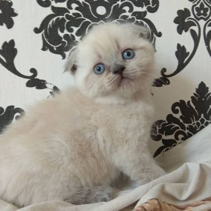 Котятки шотландские фолдики