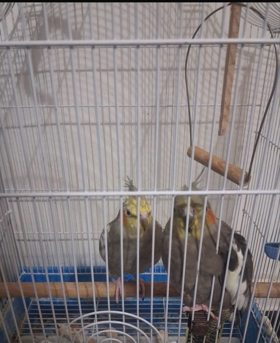 Vand papagali urgent 500 lei cu tot cu cusca .