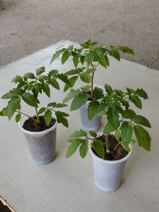 Рассада розовых помидор