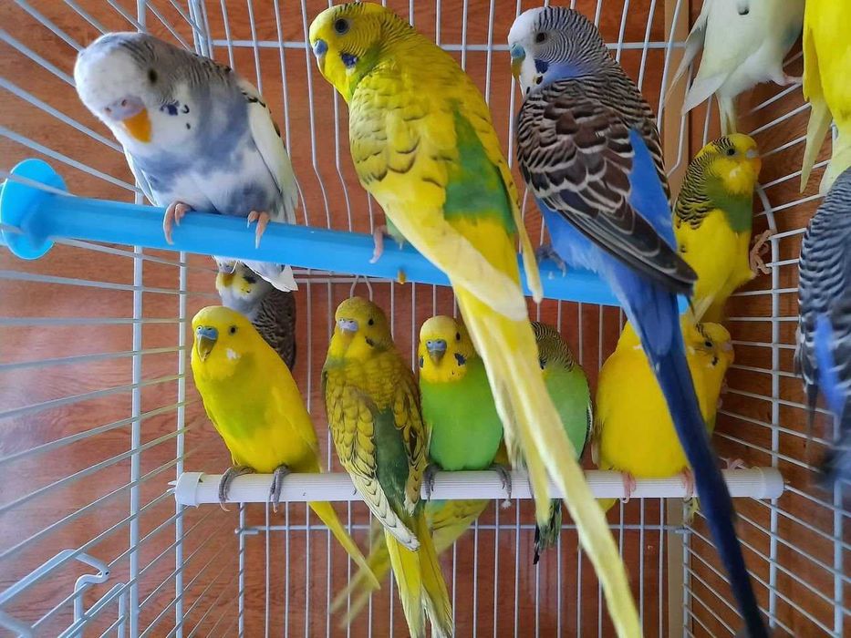 Продам попугай волнистые