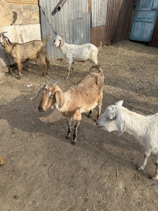 Шібіштер лағымен сүтті