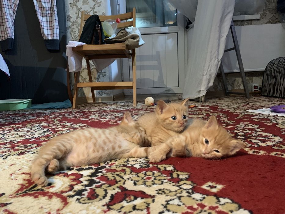 Британские котята