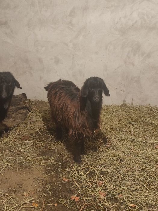 Ешкилер лактар  сатылады